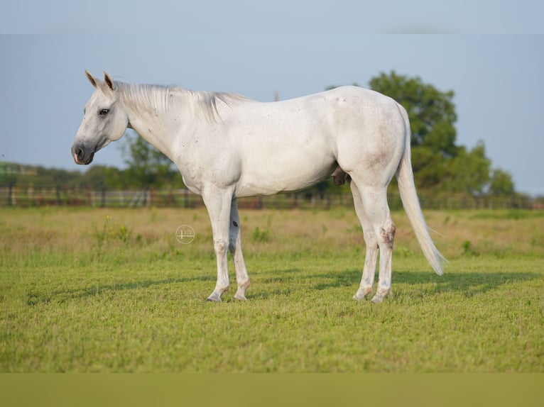 American Quarter Horse Castrone 9 Anni 145 cm Grigio in Weatherford TX