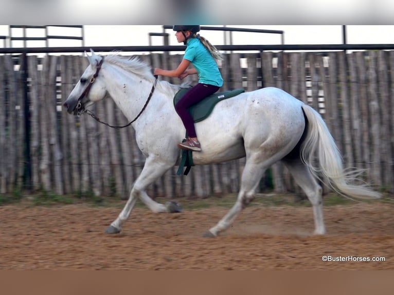 American Quarter Horse Castrone 9 Anni 145 cm Grigio in Weatherford TX