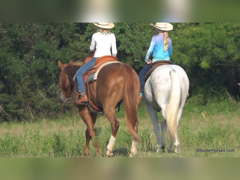 American Quarter Horse Castrone 9 Anni 145 cm Grigio in Weatherford TX