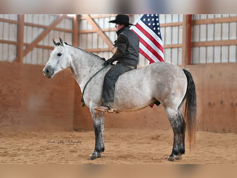 American Quarter Horse Castrone 9 Anni 145 cm Grigio pezzato in Fairbank IA