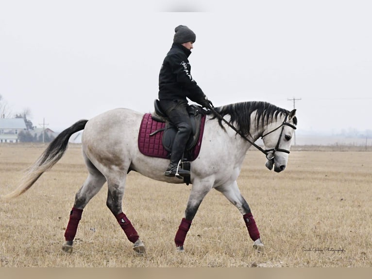 American Quarter Horse Castrone 9 Anni 145 cm Grigio pezzato in Fairbank IA