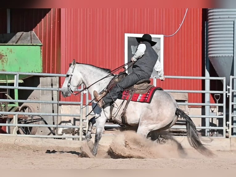 American Quarter Horse Castrone 9 Anni 145 cm Grigio pezzato in Fairbank IA