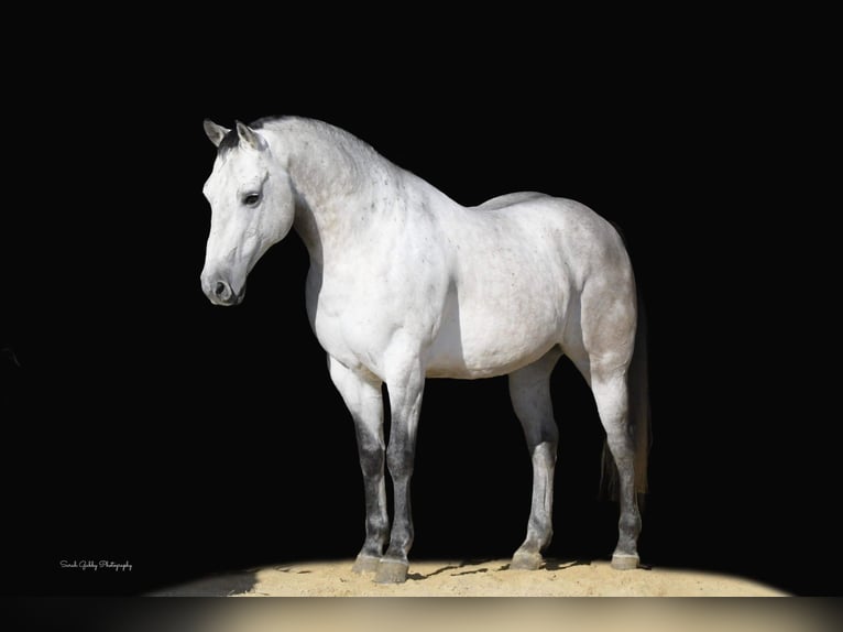 American Quarter Horse Castrone 9 Anni 145 cm Grigio pezzato in Fairbank IA