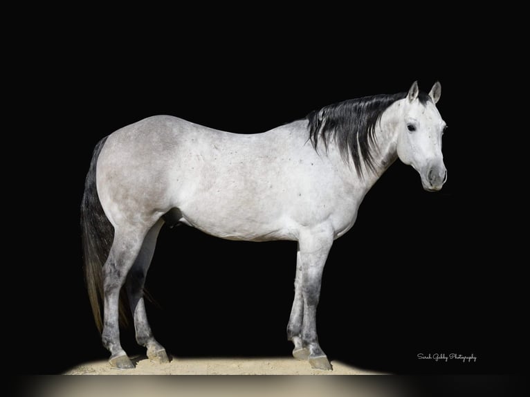 American Quarter Horse Castrone 9 Anni 145 cm Grigio pezzato in Fairbank IA