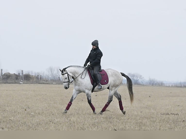 American Quarter Horse Castrone 9 Anni 145 cm Grigio pezzato in Fairbank IA