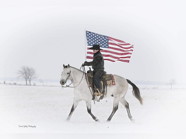 American Quarter Horse Castrone 9 Anni 145 cm Grigio pezzato in Fairbank IA