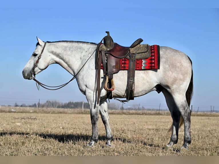 American Quarter Horse Castrone 9 Anni 145 cm Grigio pezzato in Fairbank IA