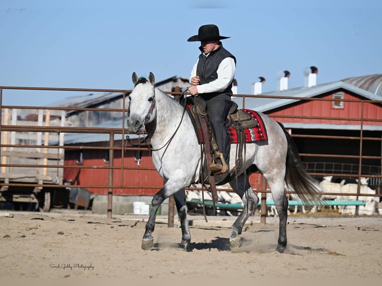 American Quarter Horse Castrone 9 Anni 145 cm Grigio pezzato in Fairbank IA