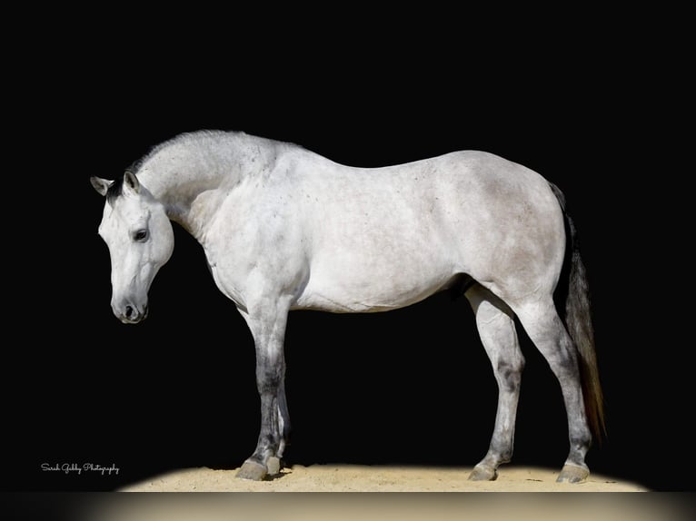 American Quarter Horse Castrone 9 Anni 145 cm Grigio pezzato in Fairbank IA