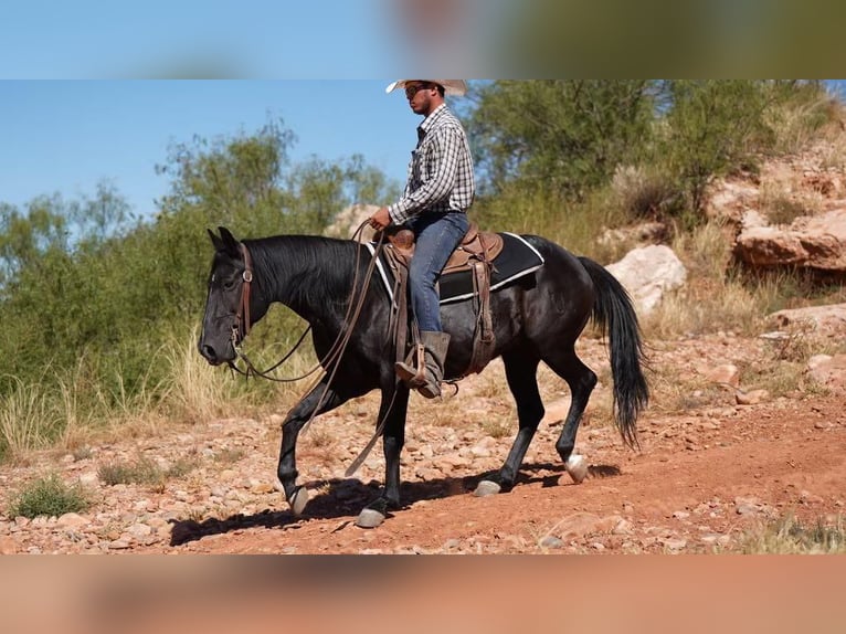 American Quarter Horse Castrone 9 Anni 145 cm Morello in Canyon