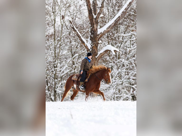 American Quarter Horse Castrone 9 Anni 145 cm Overo-tutti i colori in Quitman AR