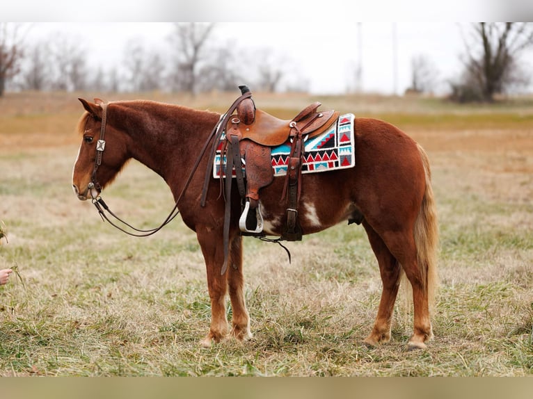 American Quarter Horse Castrone 9 Anni 145 cm Overo-tutti i colori in Quitman AR