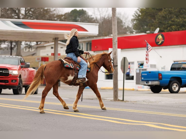 American Quarter Horse Castrone 9 Anni 145 cm Overo-tutti i colori in Quitman AR