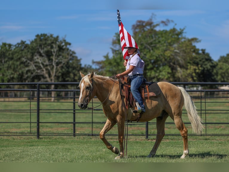 American Quarter Horse Castrone 9 Anni 145 cm Palomino in Joshua, TX