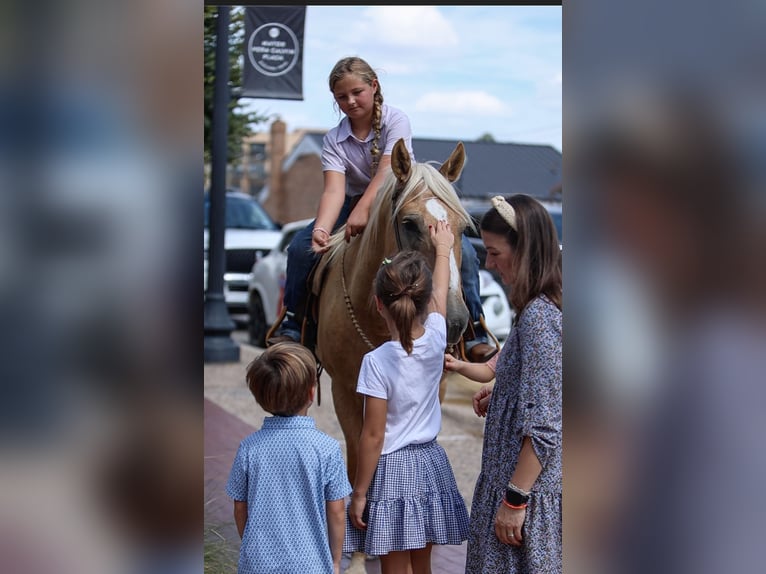 American Quarter Horse Castrone 9 Anni 145 cm Palomino in Joshua, TX