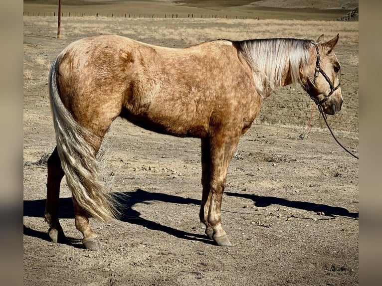 American Quarter Horse Castrone 9 Anni 145 cm Palomino in Bitterwater CA