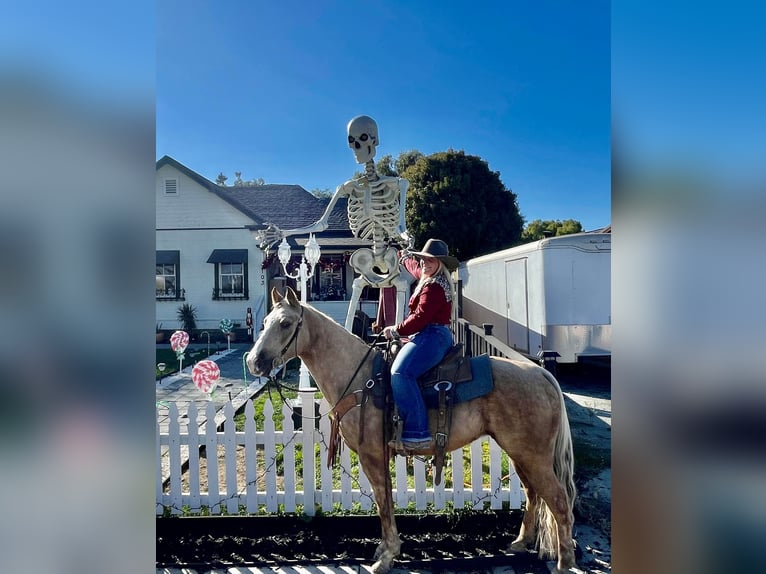 American Quarter Horse Castrone 9 Anni 145 cm Palomino in Bitterwater CA