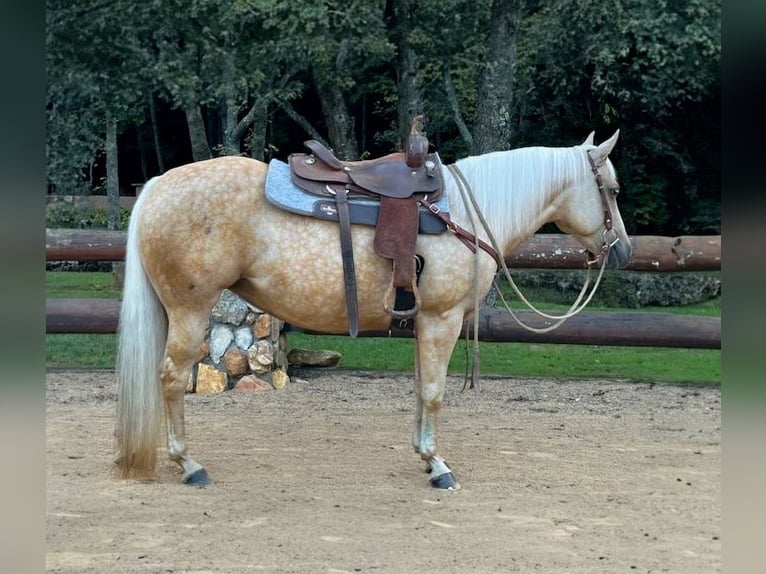 American Quarter Horse Castrone 9 Anni 145 cm Palomino in Galax, VA
