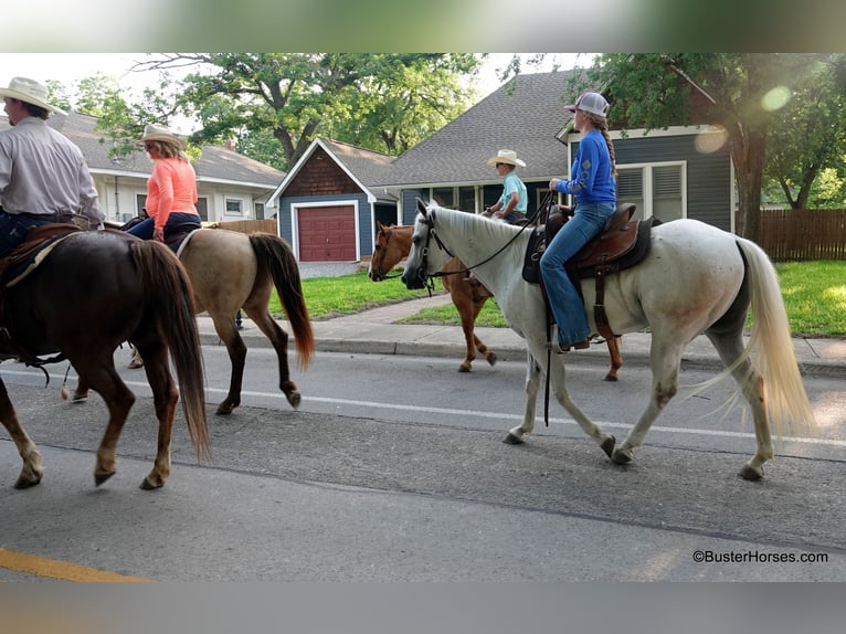 American Quarter Horse Castrone 9 Anni 145 cm in Weatherford TX