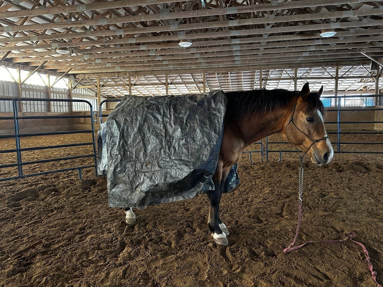 American Quarter Horse Castrone 9 Anni 145 cm Pelle di daino in Blacksville WV