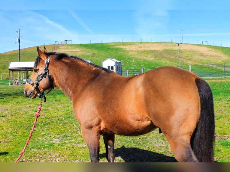 American Quarter Horse Castrone 9 Anni 145 cm Pelle di daino in Blacksville WV