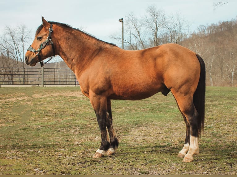 American Quarter Horse Castrone 9 Anni 145 cm Pelle di daino in Blacksville WV