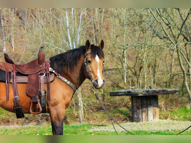 American Quarter Horse Castrone 9 Anni 145 cm Pelle di daino in Blacksville WV