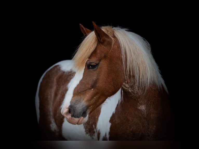 American Quarter Horse Castrone 9 Anni 145 cm Roano rosso in Weatherford TX