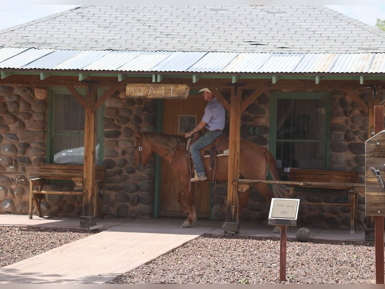American Quarter Horse Castrone 9 Anni 145 cm Sauro ciliegia in Camp Verde AZ