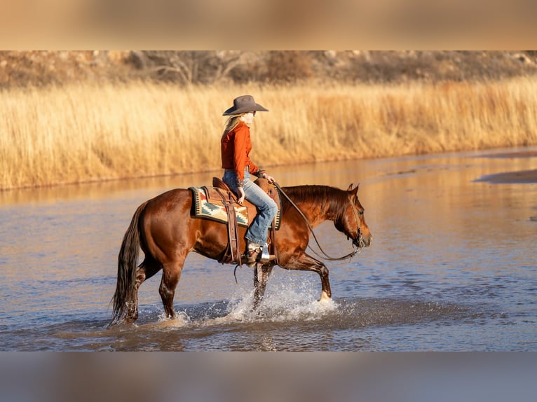 American Quarter Horse Castrone 9 Anni 145 cm Sauro ciliegia in Canyon