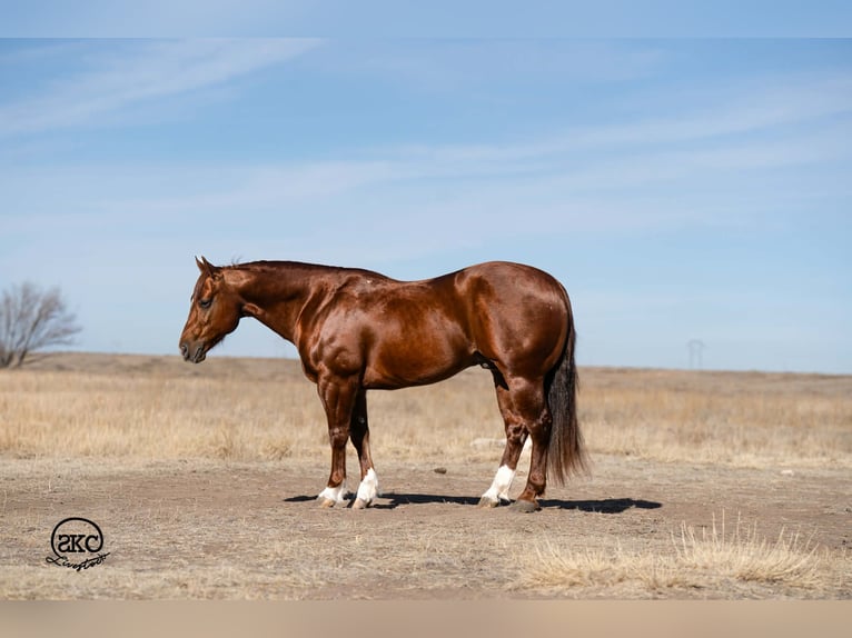 American Quarter Horse Castrone 9 Anni 145 cm Sauro ciliegia in Canyon