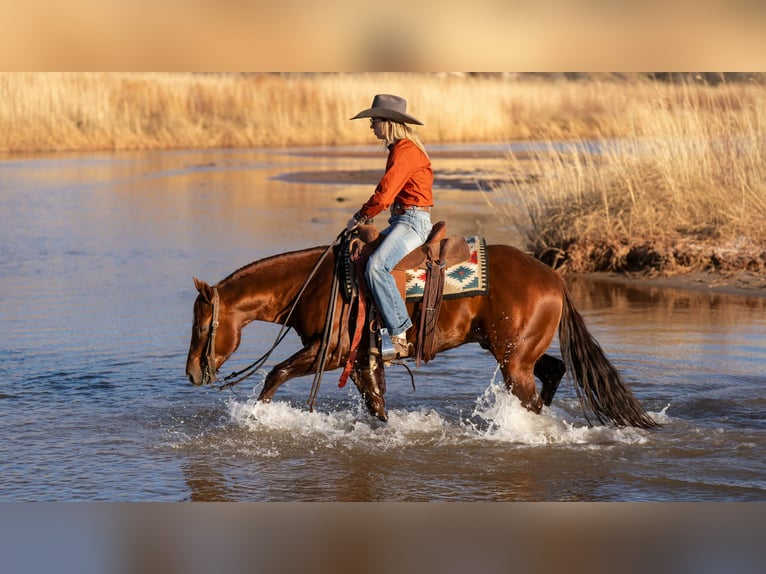 American Quarter Horse Castrone 9 Anni 145 cm Sauro ciliegia in Canyon
