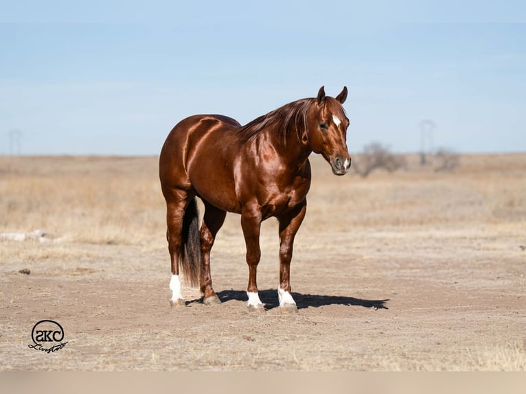 American Quarter Horse Castrone 9 Anni 145 cm Sauro ciliegia in Canyon