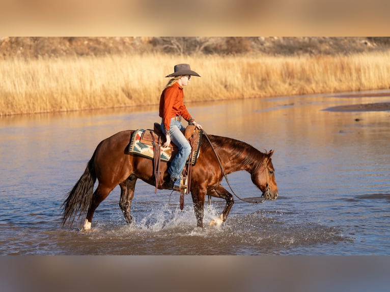 American Quarter Horse Castrone 9 Anni 145 cm Sauro ciliegia in Canyon