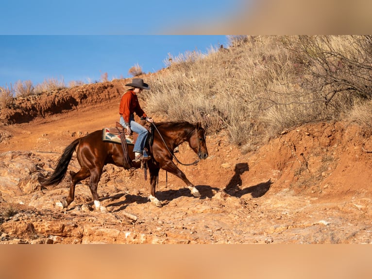 American Quarter Horse Castrone 9 Anni 145 cm Sauro ciliegia in Canyon