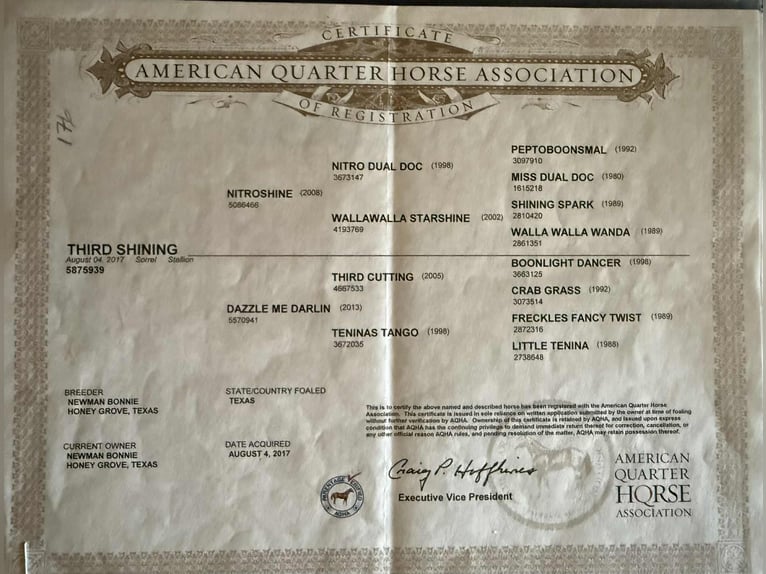 American Quarter Horse Castrone 9 Anni 145 cm Sauro scuro in Libson IA