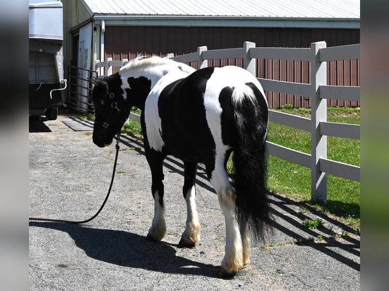 American Quarter Horse Castrone 9 Anni 145 cm Tobiano-tutti i colori in Sturgis MI