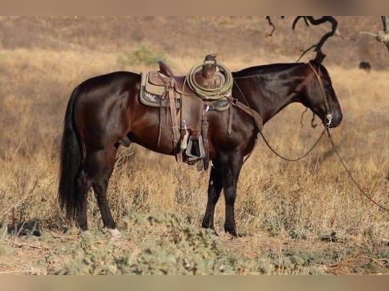 American Quarter Horse Castrone 9 Anni 147 cm Baio ciliegia in El Paso TX