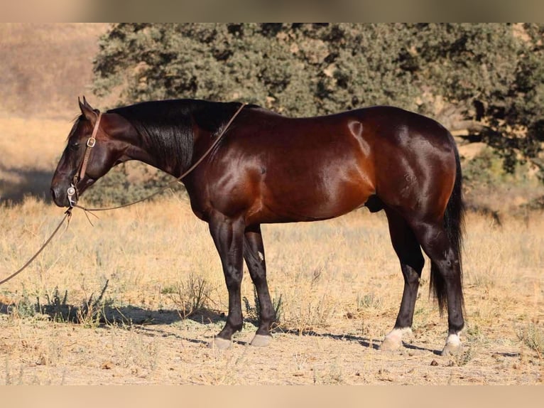 American Quarter Horse Castrone 9 Anni 147 cm Baio ciliegia in El Paso TX