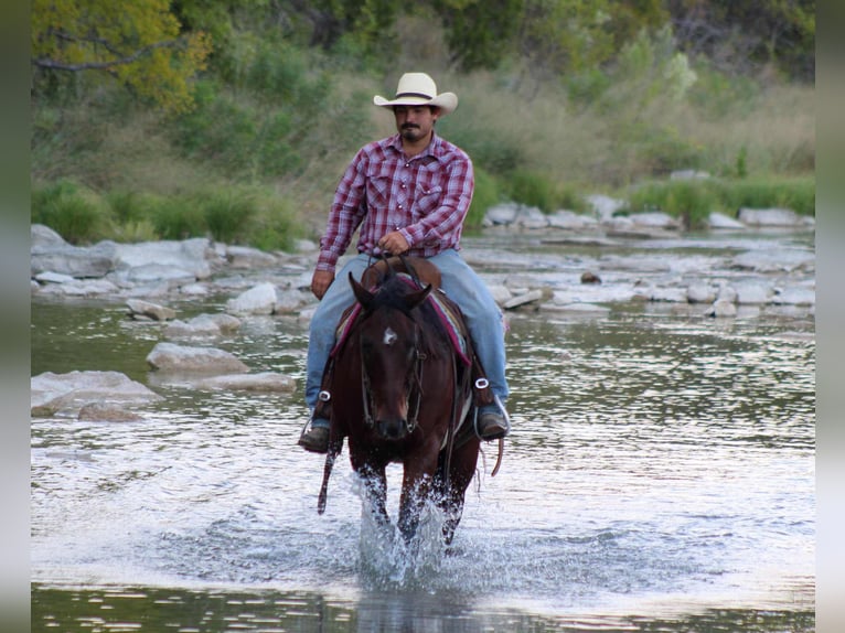 American Quarter Horse Castrone 9 Anni 147 cm Baio ciliegia in Stephenville TX