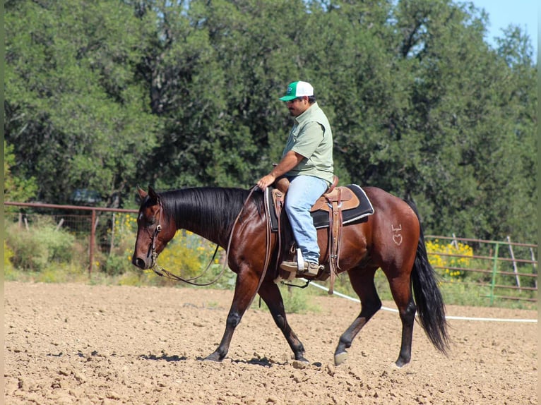 American Quarter Horse Castrone 9 Anni 147 cm Baio ciliegia in Stephenville TX