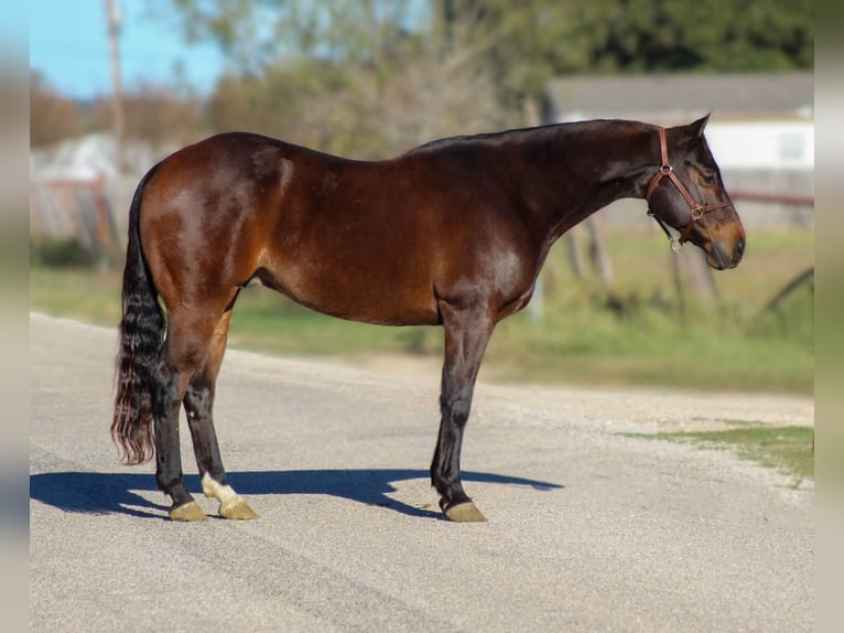 American Quarter Horse Castrone 9 Anni 147 cm Baio ciliegia in STEPHENVILLE, TX