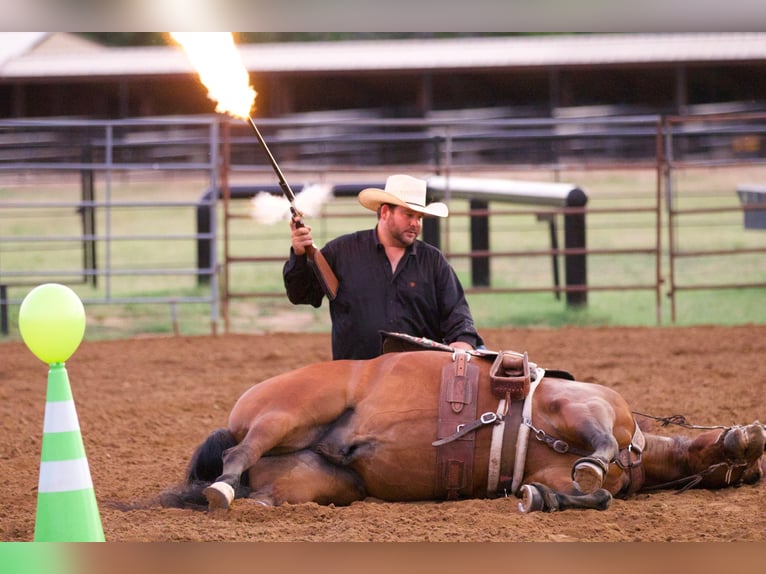 American Quarter Horse Castrone 9 Anni 147 cm Baio ciliegia in Pilot Point, TX