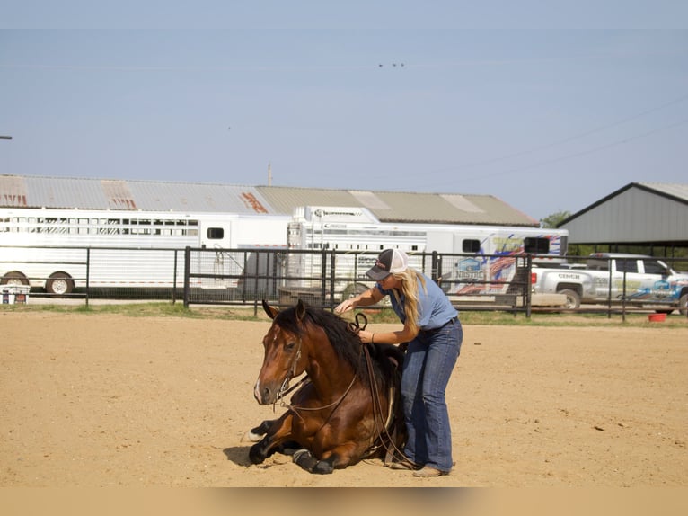 American Quarter Horse Castrone 9 Anni 147 cm Baio ciliegia in Pilot Point, TX