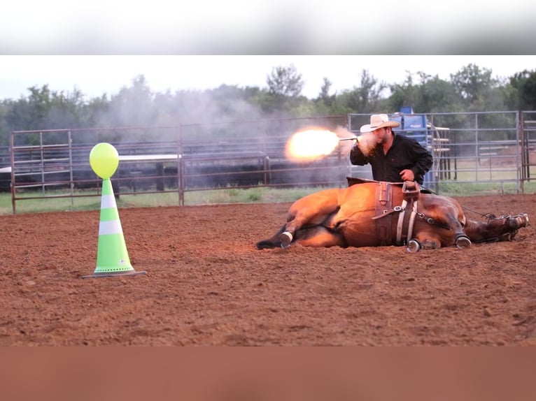 American Quarter Horse Castrone 9 Anni 147 cm Baio ciliegia in Pilot Point, TX