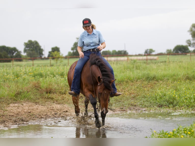 American Quarter Horse Castrone 9 Anni 147 cm Baio ciliegia in Pilot Point, TX