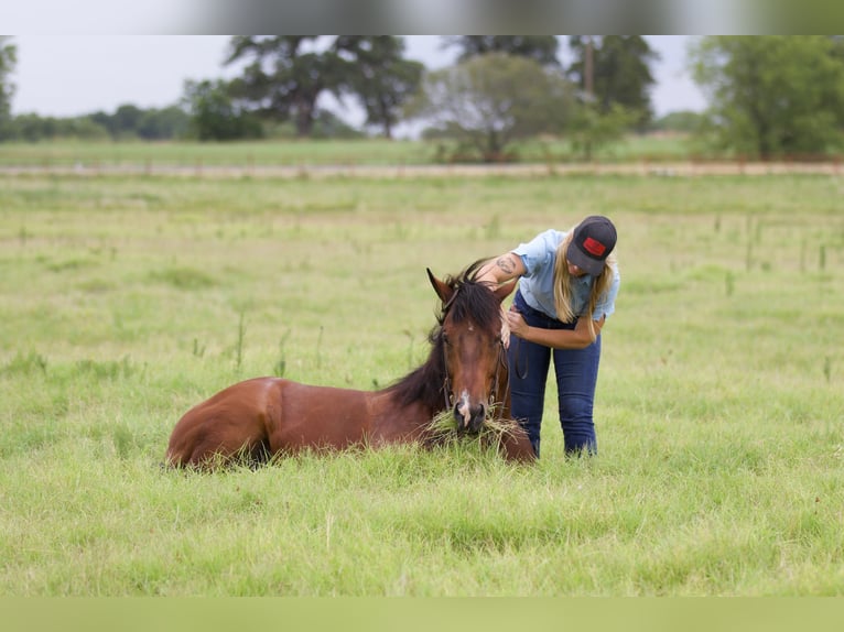 American Quarter Horse Castrone 9 Anni 147 cm Baio ciliegia in Pilot Point, TX