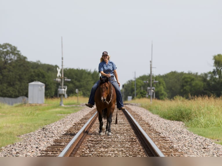 American Quarter Horse Castrone 9 Anni 147 cm Baio ciliegia in Pilot Point, TX