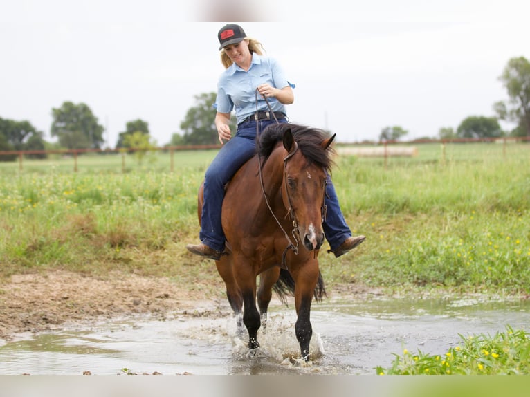 American Quarter Horse Castrone 9 Anni 147 cm Baio ciliegia in Pilot Point, TX