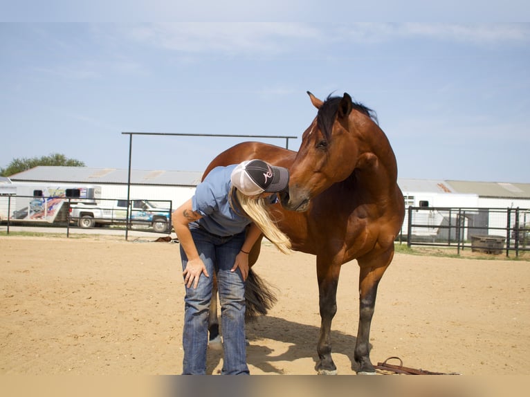 American Quarter Horse Castrone 9 Anni 147 cm Baio ciliegia in Pilot Point, TX